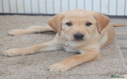 Goldador dogs for sale: Beautiful Goldador Puppies in Garndolbenmaen - Image 6