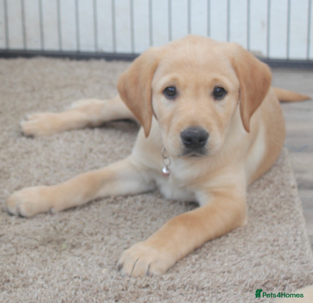 Goldador dogs for sale: Beautiful Goldador Puppies in Garndolbenmaen - Image 6