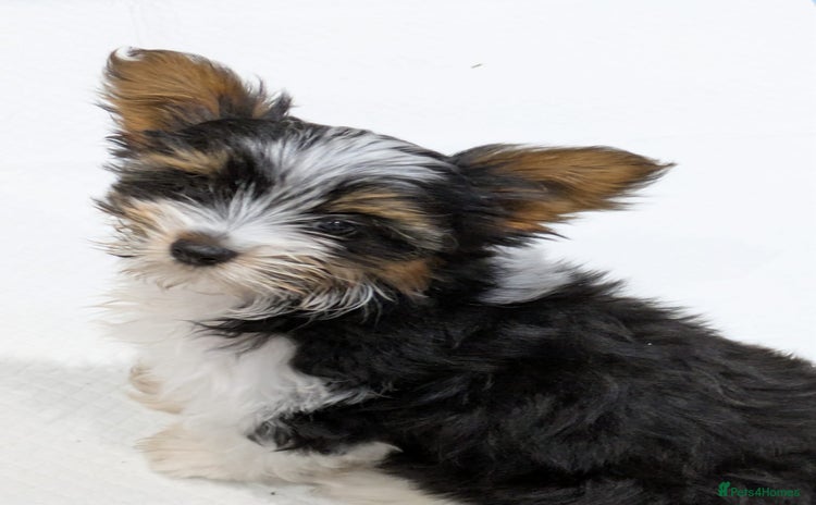 Biewer Terrier dogs - Advert 1