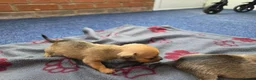 Jack Russell dogs for sale: Beautiful Puppies Jack Russell  - Advert 12