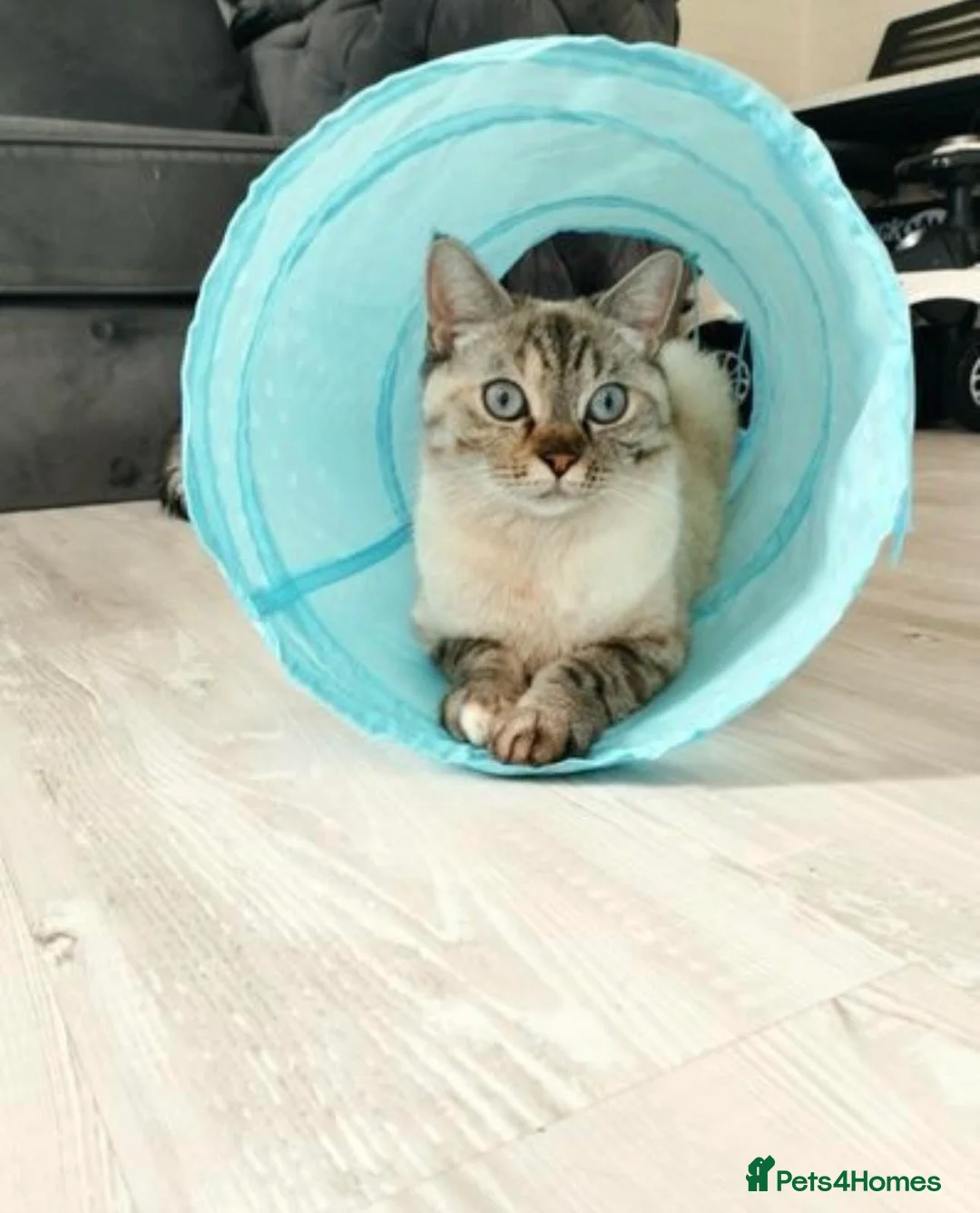 Scottish Fold cats for sale: Two adorable Scottish fold and straight kittens - Advert 11