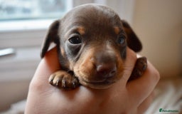 Miniature Dachshund dogs for sale: miniature dachshund puppies ready to reserve 🤍 - Image 13