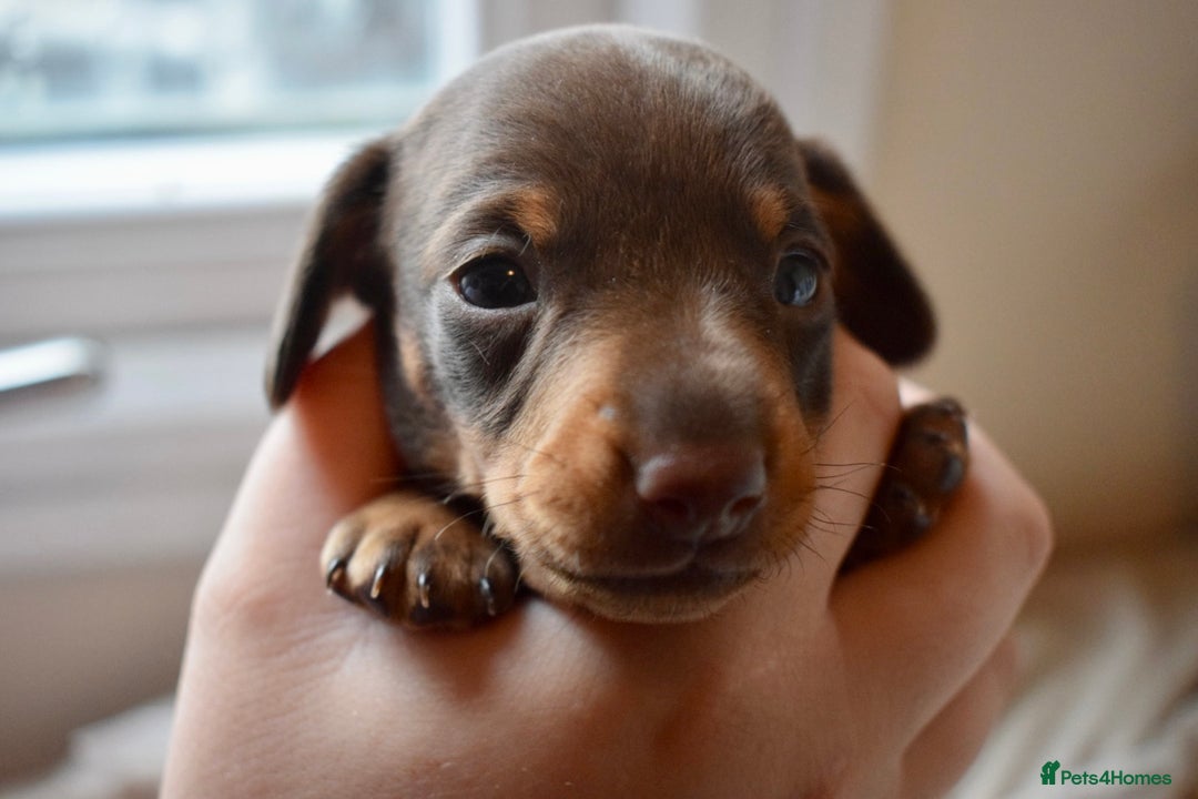 Miniature Dachshund dogs for sale: miniature dachshund puppies ready to reserve 🤍 - Image 13