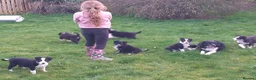 Border Collie dogs for sale: Gorgeous Border Collie Puppies - Ready Now in Knighton - Advert 6