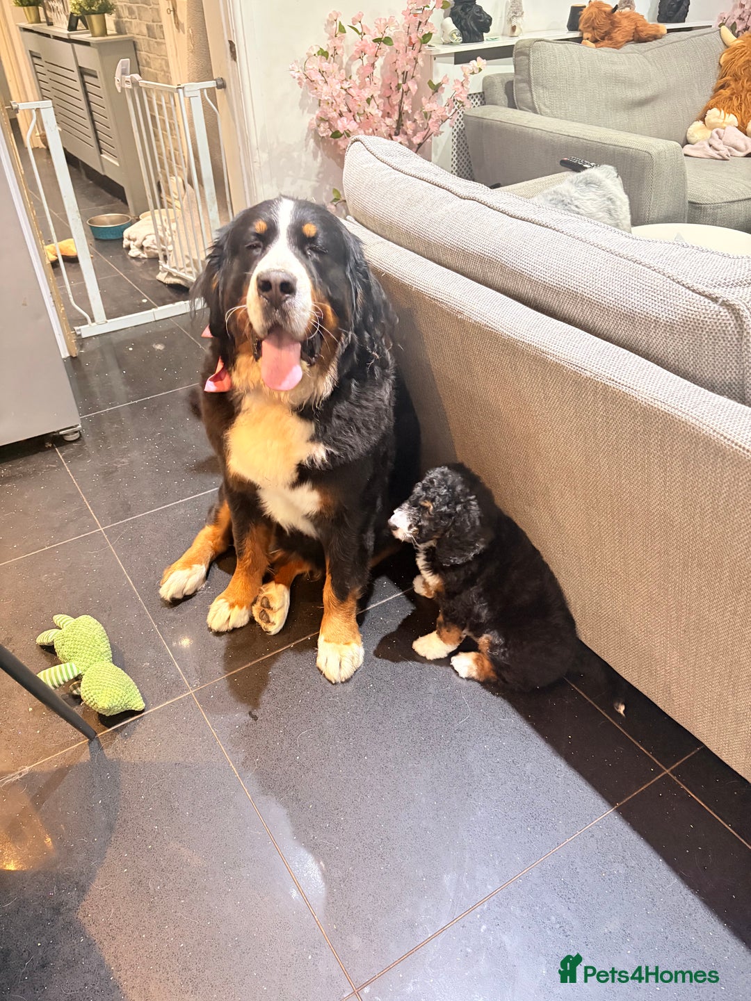 Bernedoodle dogs for sale: Gorgeous tri coloured Mini Bernedoodle female   - Advert 4