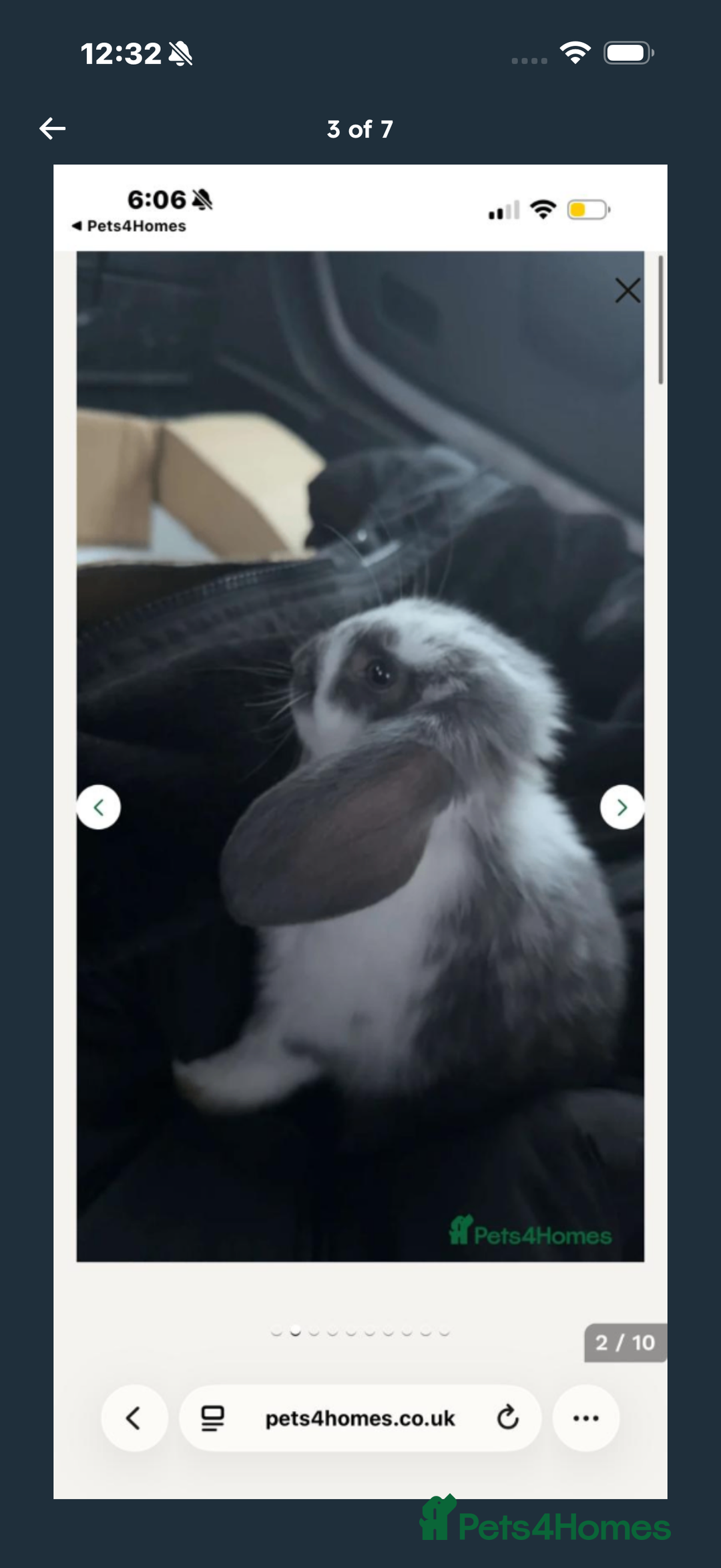 English Lop rabbits for sale: Baby bambi bunny  - Advert 9