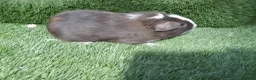 Guinea Pig rodents for sale: Male guinea pig Boys  - Advert 2