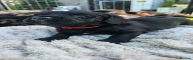 Red collar - Fingal Black & white
