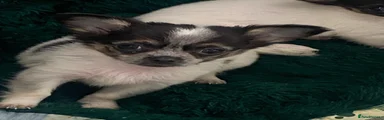 Chihuahua 3