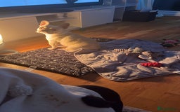 French Bulldog dogs for sale: Female Frenchie needing new home - Image 21