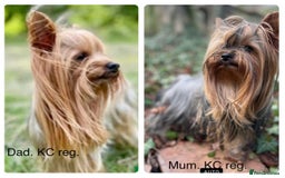 Yorkshire Terrier dogs for stud: 1.8kg miniature KC reg STUD Yorkshire terrier in Caterham - Image 5