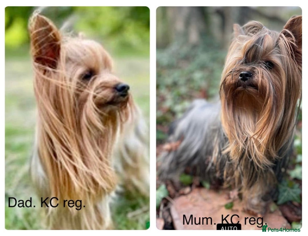 Yorkshire Terrier dogs for stud: 1.8kg miniature KC reg STUD Yorkshire terrier in Caterham - Image 5