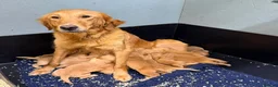 Golden Retriever dogs for sale: Lovely Golden girl puppy - Advert 1