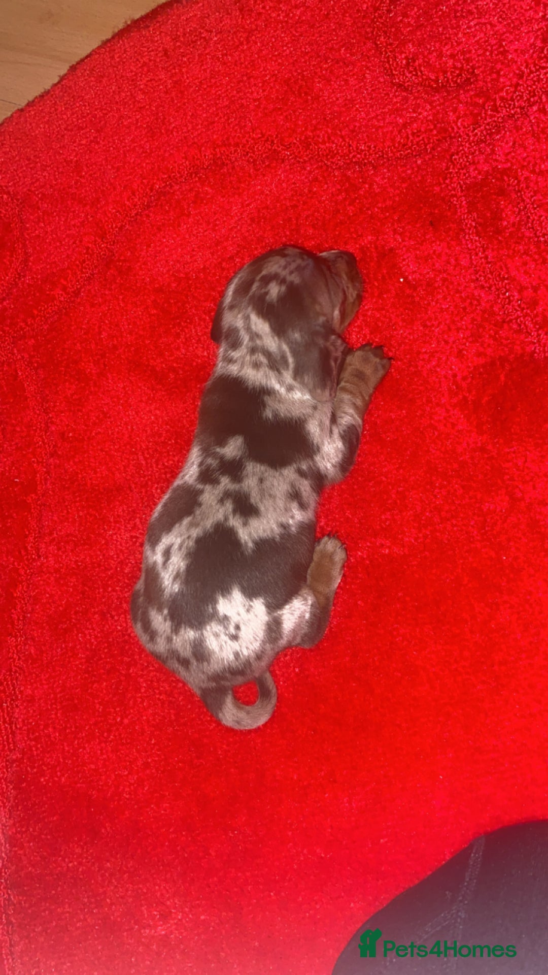 Miniature Dachshund dogs for sale: ❤️🐶 Miniature Dashaunds 🐶❤️ - Advert 4
