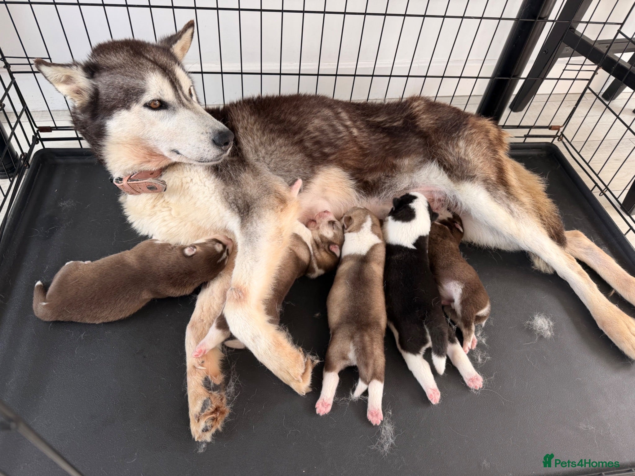 Siberian Husky dogs Husky puppies  - Advert 1