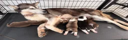 Siberian Husky dogs for sale: Husky puppies  - Advert 1