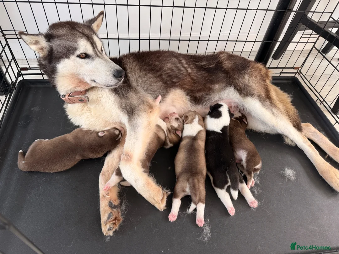 Siberian Husky dogs for sale: Husky puppies  - Advert 1