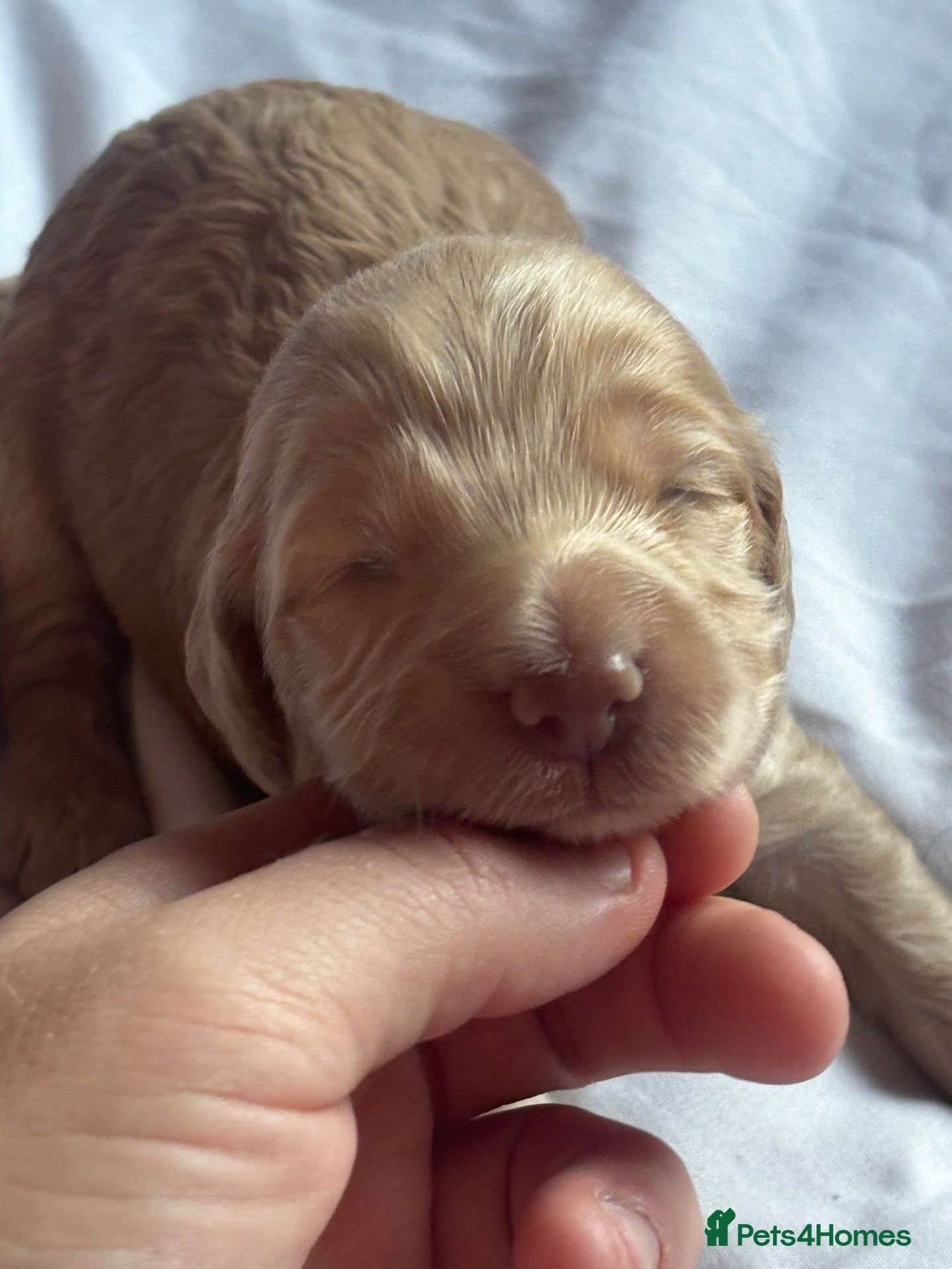 Cockapoo dogs Last 2 remaining 🥰Cockapoo rainbow litter 🌈  - Advert 1