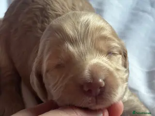 Cockapoo dogs Last 2 remaining 🥰Cockapoo rainbow litter 🌈 - Advert 1