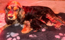 Cocker Spaniel dogs for sale: Kc reg show type cocker spaniels  - Image 13