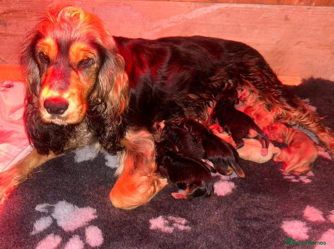 Cocker Spaniel dogs for sale: Kc reg show type cocker spaniels  - Image 13