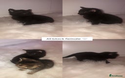 Mixed Breed cats for sale: 3 BABY KITTENS LEFT 🩷🩷🩵 - Image 2