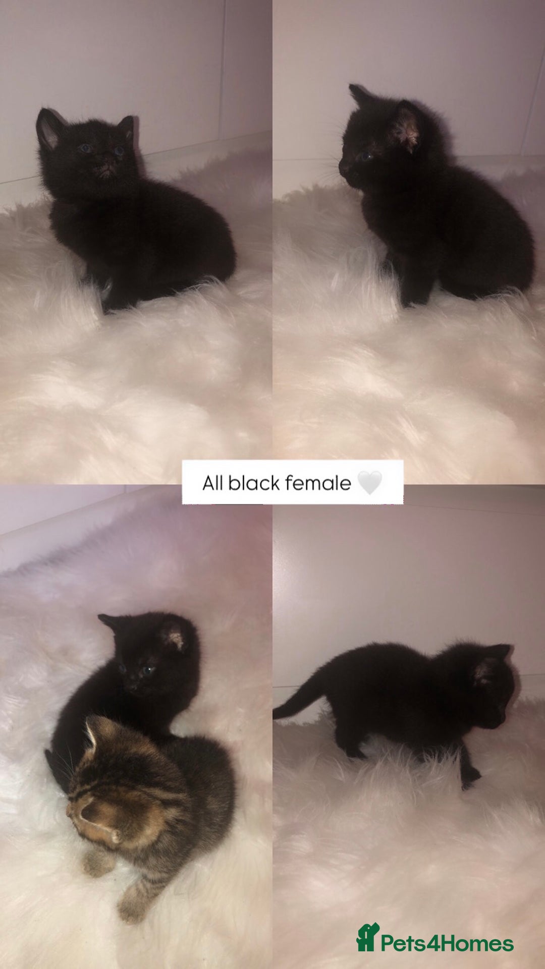 Mixed Breed cats for sale: 3 BABY KITTENS LEFT 🩷🩷🩵 - Image 2