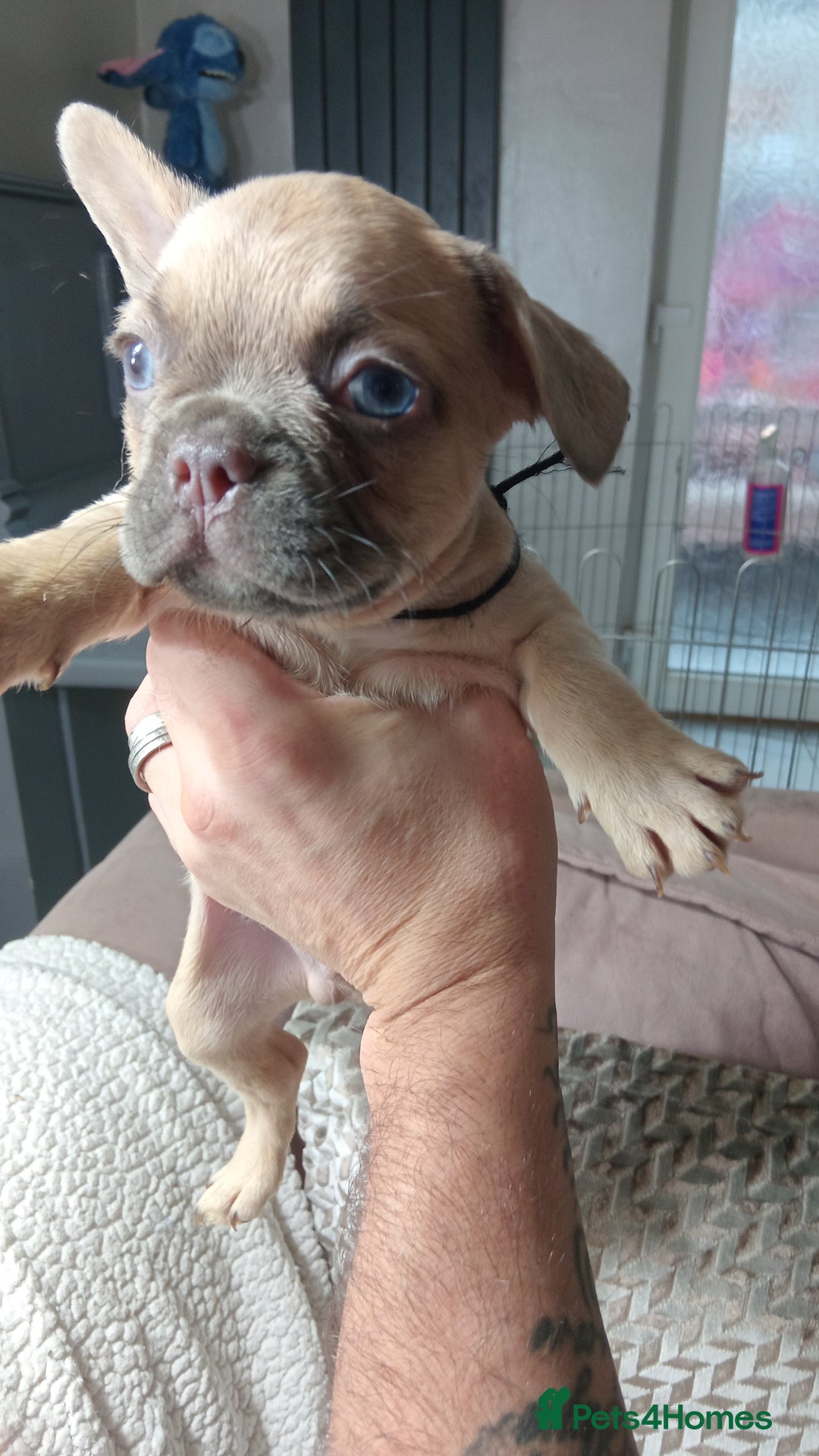 French Bulldog dogs for sale: French Bulldog pups - Advert 4