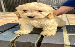 Cockapoo dogs for sale: F1 cockapoos - Image 1