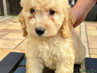 Cockapoo dogs - Advert 12