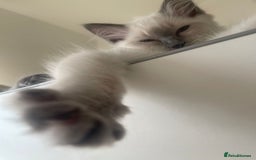 Ragdoll cats for sale: 5 Ragdoll Kittens 😻 READY NOW - Image 6