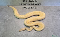Python Snake reptiles for sale: Royal pythons - Image 13