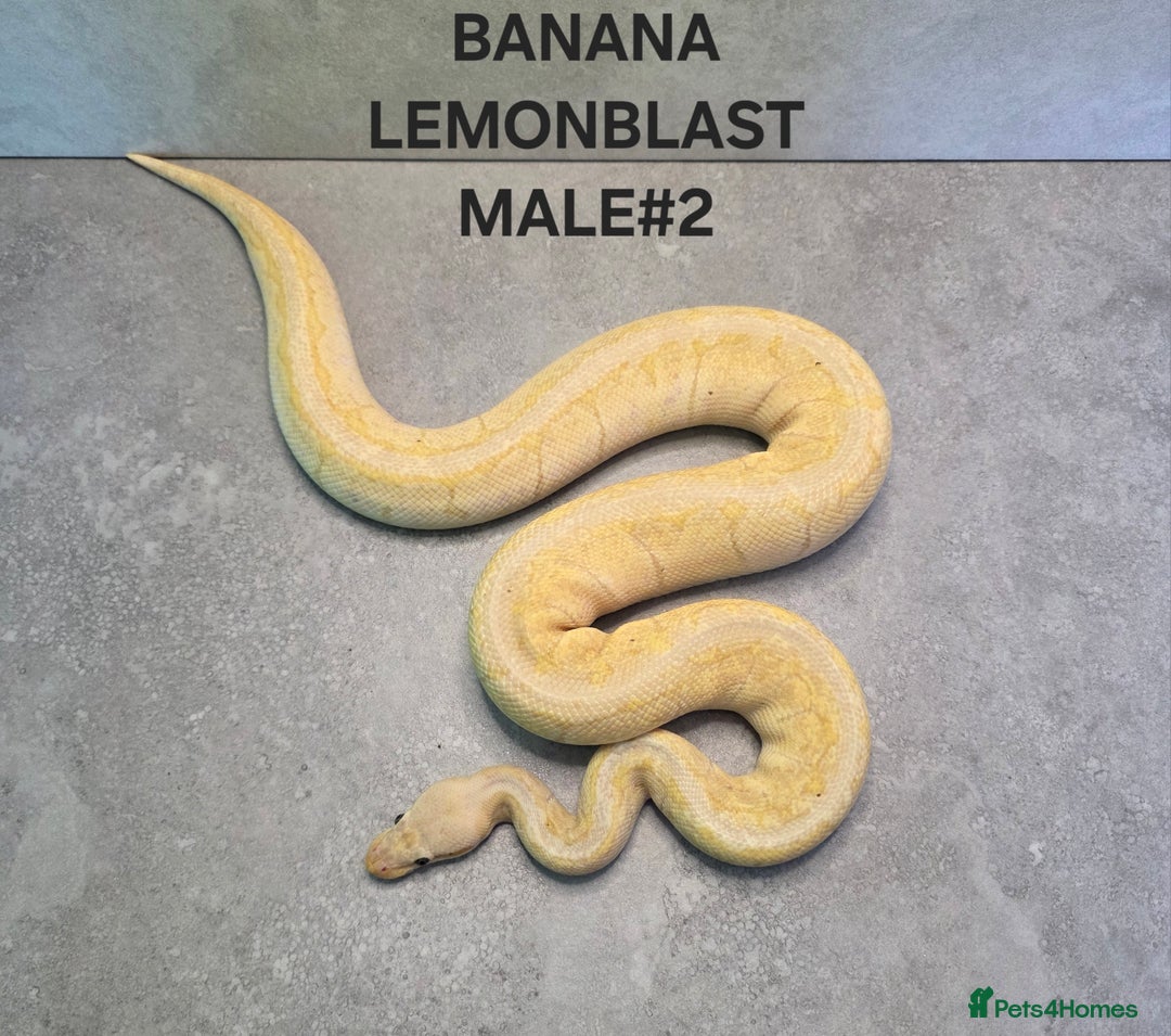 Python Snake reptiles for sale: Royal pythons - Image 13