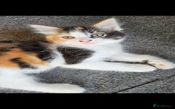 Mixed Breed cats for sale: Beautiful long haired mixed breed kittens  - Image 4