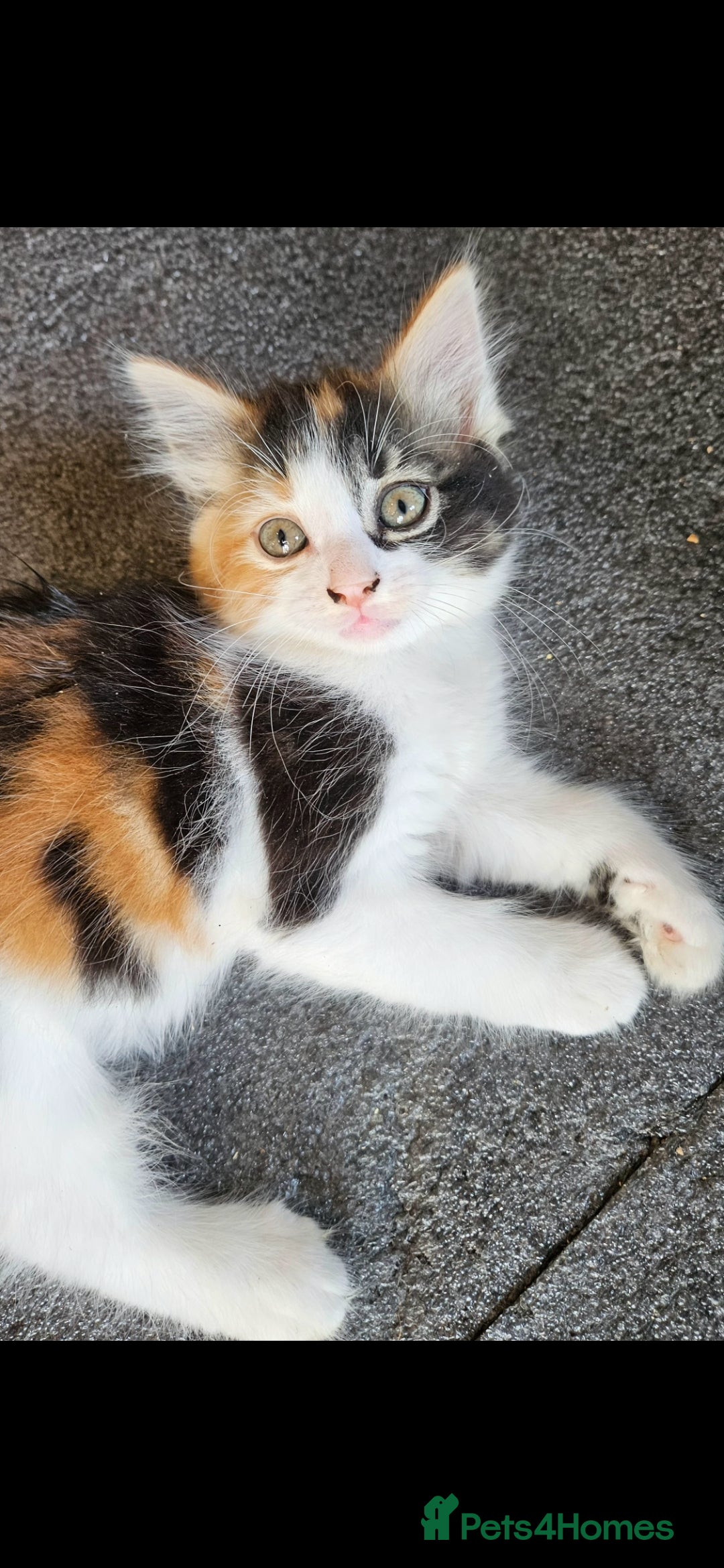 Mixed Breed cats for sale: Beautiful long haired mixed breed kittens  - Image 4