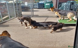 German Shepherd dogs for sale: 2 Beautiful Female German Shepherd Puppies - Image 6