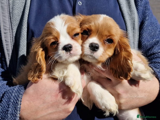 Rescue Owning A King Charles Spaniel Cavalier King Charles Spaniel