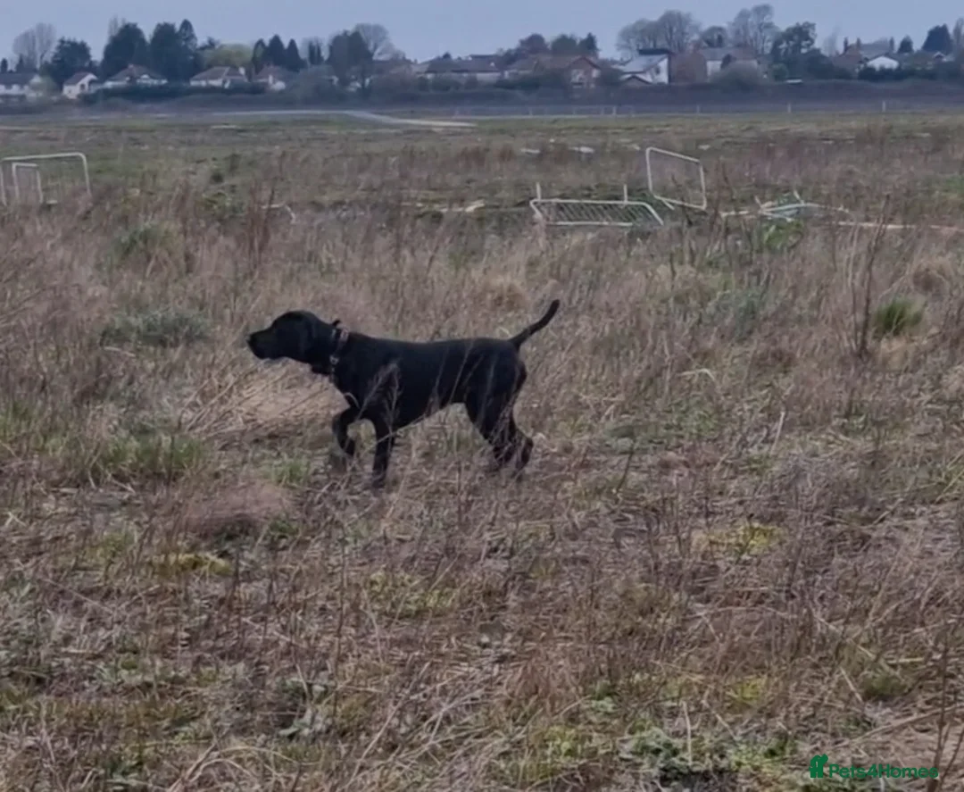 German Shorthaired Pointer dogs for stud: Proven sire full KC Reg GSP 5th Generation in Liverpool - Advert 19