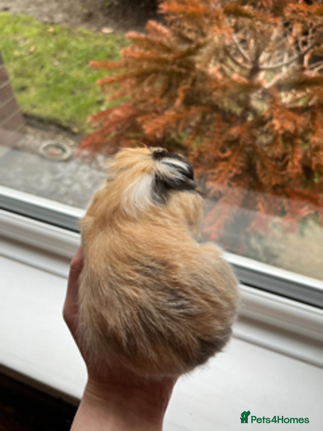 Guinea Pig rodents for sale: Long Haired Peruvian Guinea Pigs! - Advert 6