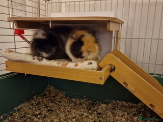 Guinea Pig rodents Swiss Boar Brothers - Advert 19