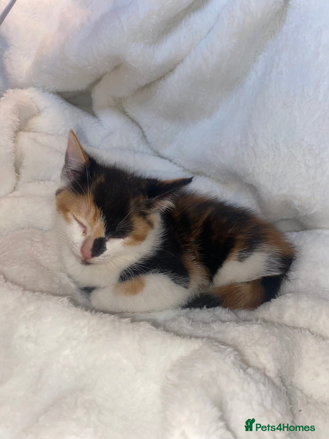 Mixed Breed cats for sale: Female Tortoiseshell Kitten Ready For Its New Home - Advert 9