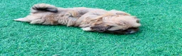 Shih Tzu dogs for sale: Handsome liver Shih Tzu boy puppy  - Advert 5