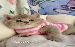 British Shorthair cats for sale: Pure Pedigree British Shorthair  - Image 10