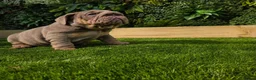 English Bulldog dogs for sale: Kc registered British bulldog puppies lilac & tan in Liverpool - Advert 9