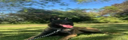 Belgian Shepherd Dog dogs for stud: Belgian Malinois Stud – Healthy 2 Year Old Male in Enfield - Advert 2