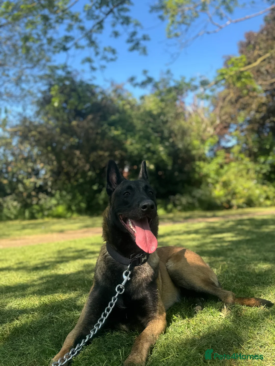 Belgian Shepherd Dog dogs for stud: Belgian Malinois Stud – Healthy 2 Year Old Male in Enfield - Advert 2