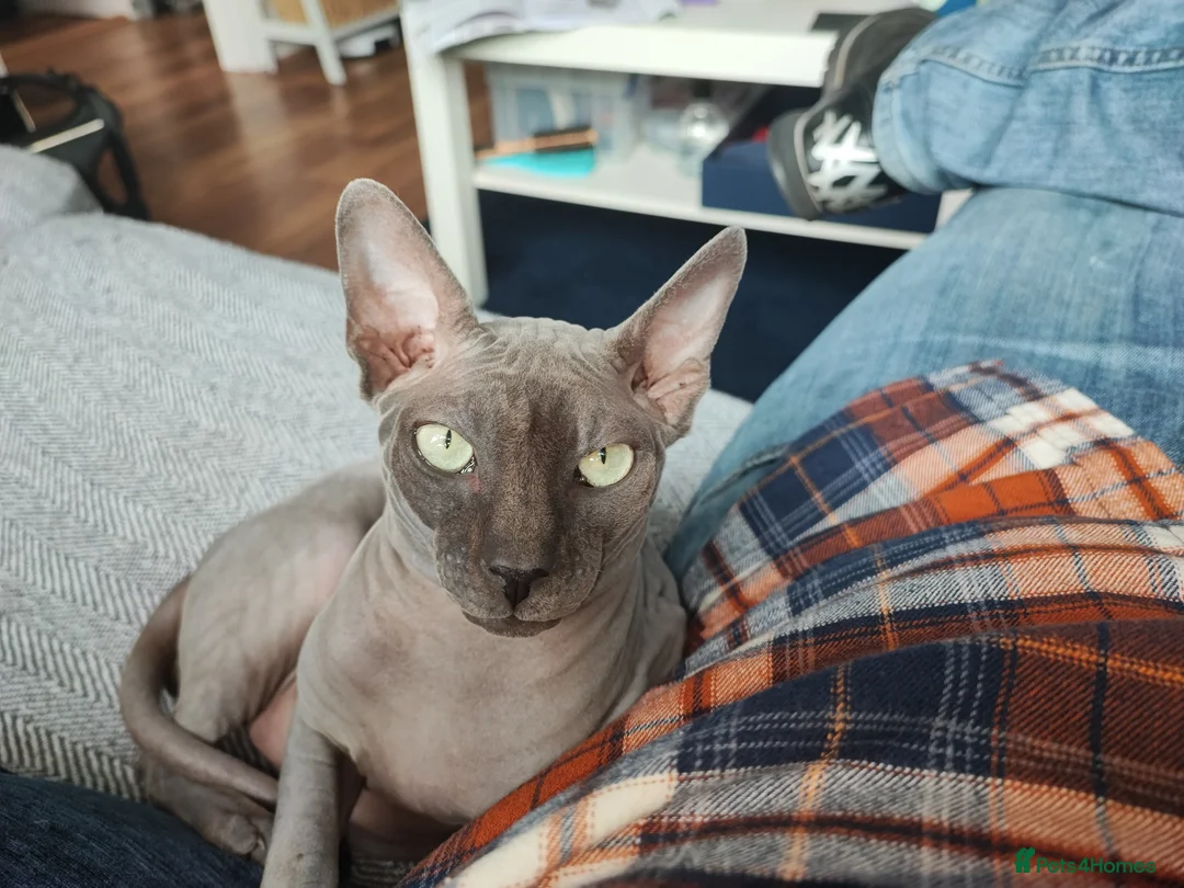 Sphynx cats for sale: Sphynx Cat for Sale – Meet Maverick! - Advert 6