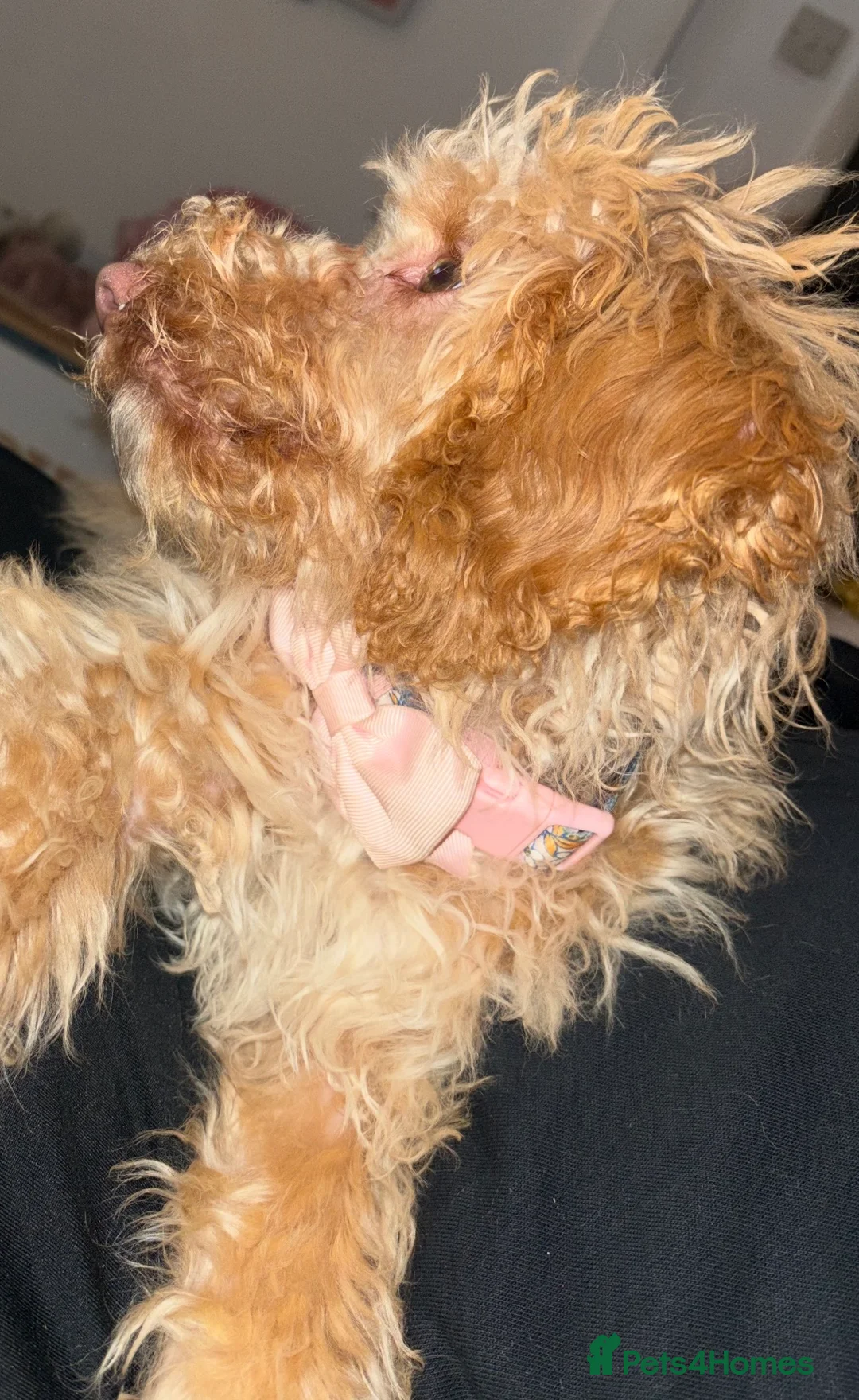 Cockapoo dogs for sale: Beautiful 6-Month-Old Apricot Cockapoo Girl - Advert 4