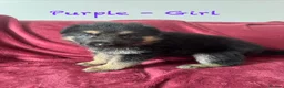 German Shepherd dogs for sale: Stunning Family Raised German Shepherd Puppies - Advert 31