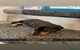 Dachshund dogs for sale: Dachshunds 4x Male 3x Female - Image 4